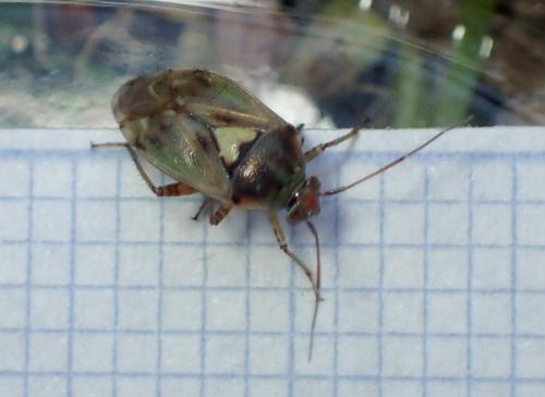 Lygus sp.